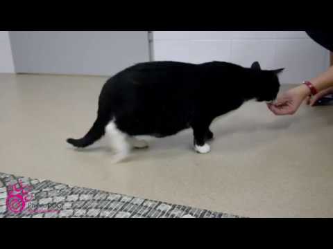Video: Mga Depekto Sa Spinal At Vertebral Birth Sa Cats