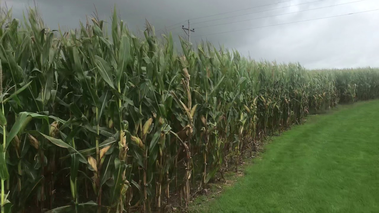 Field of Dreams Cornfield YouTube