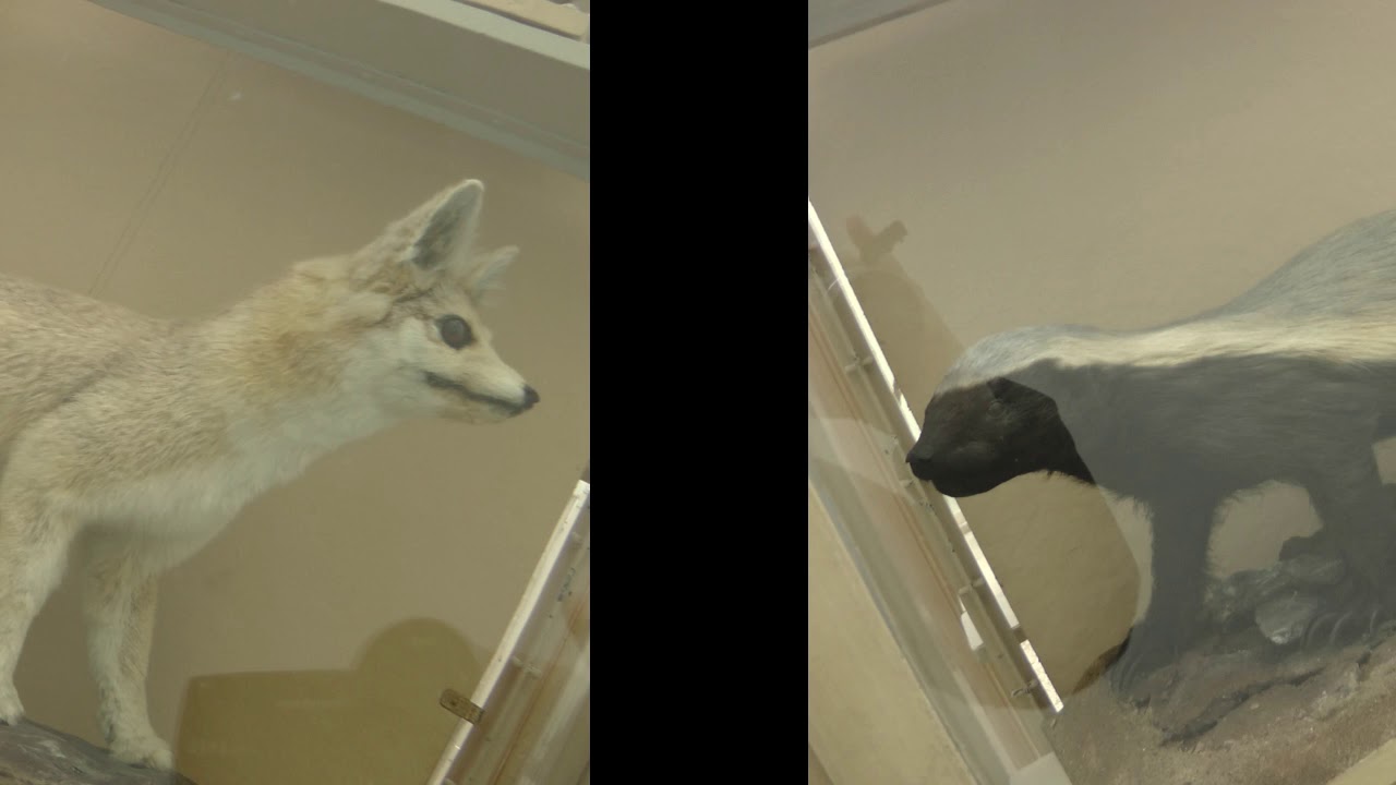 N. Lygeros - Musée cantonal de zoologie. Palais de Rumine, Lausanne,  20/02/2019