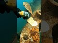 Deep Sea Ship Propeller Grinding & Rust Removal 🚢 #shorts #youtubeshorts