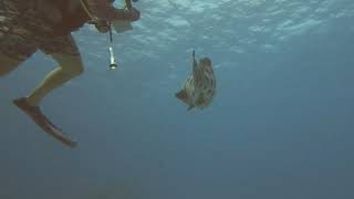 Inquisitive Potato Cod Checks Us Out! Incredible Scuba Encounter | Great Barrier Reef