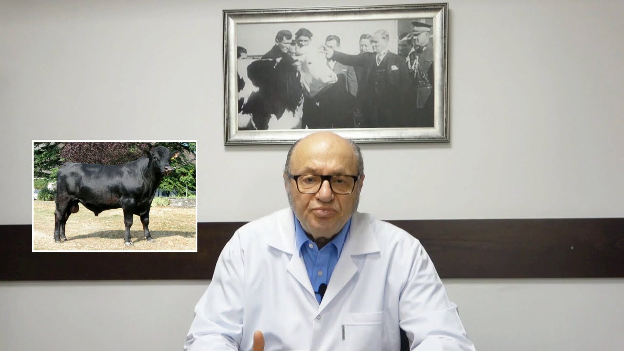 Angus (Etçi sığır Irkı)