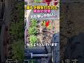 誰もが胸を打たれた親鳥の覚悟😭