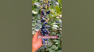 Thumbnail of Plant A Blueberry Seeding Onece And Enjoy The  Fruit #satisfying #shortsvideo