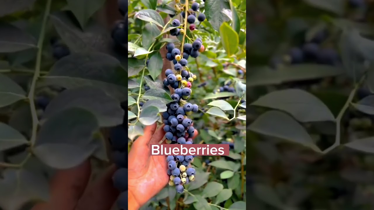 Plant A Blueberry Seeding Onece And Enjoy The  Fruit #satisfying #shortsvideo