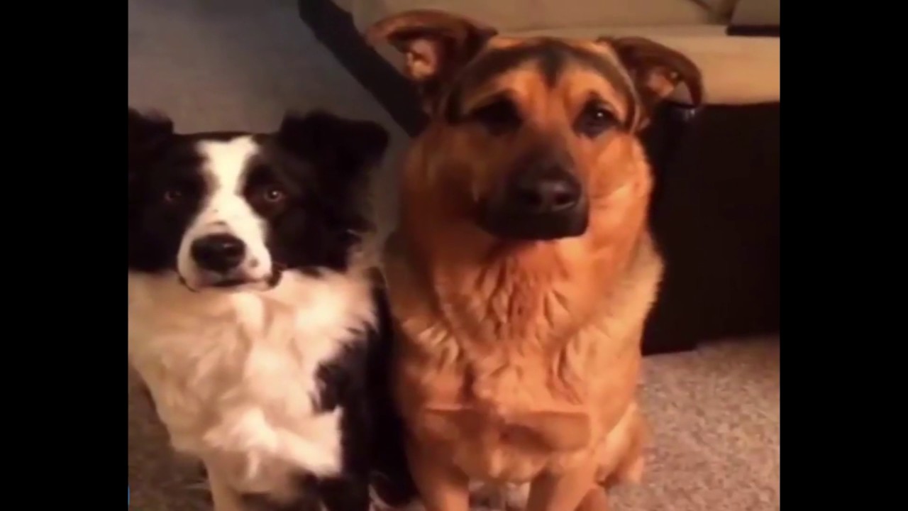 Pet Funny Moments - YouTube