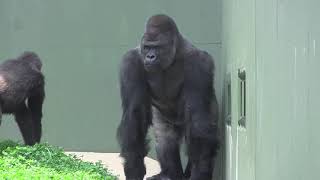 シャバーニ家族 586 Shabani family gorilla
