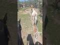 Bonita la Vida del rancho en mi lindo Zacatecas