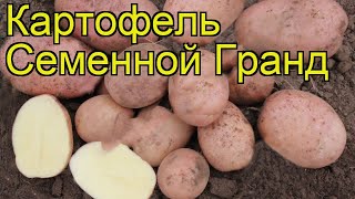 Картофель семенной Гранд. Краткий обзор, описание характеристик, где купить картофель