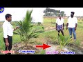     fast growing coconut tree pasumaibhoomi coconut farming 