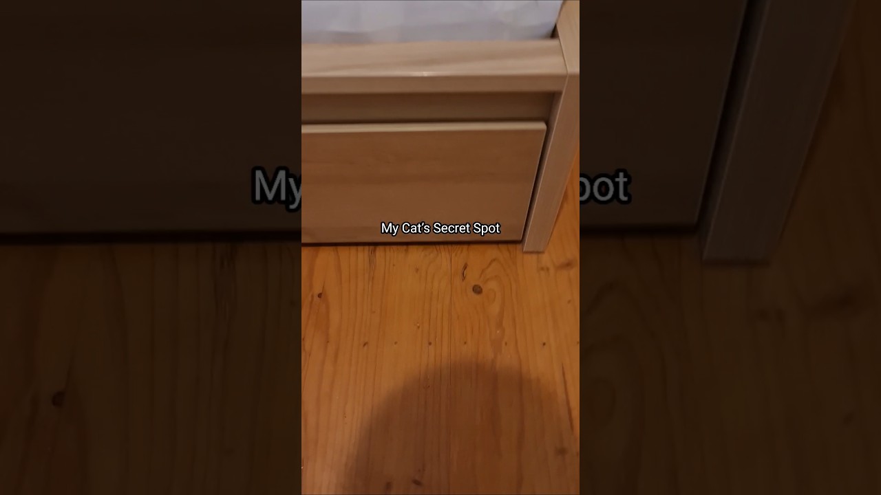 Found My Cat Hiding Under the Bed After the Guest Left 😮‍💨 