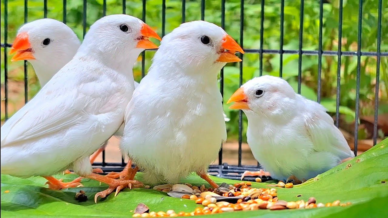 Zebra finch eating and singing : white zebra finches Do you like white birds?