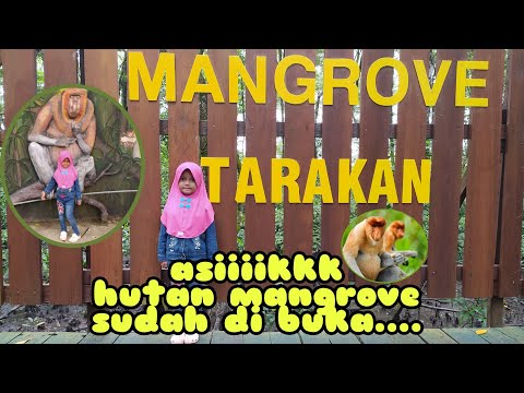 Video: Kawasan rekreasi hijau. Hutan zon hijau