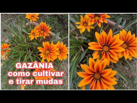 Vídeo: Dicas para o cultivo de Gazanias: informações sobre cuidados com as plantas de Gazania