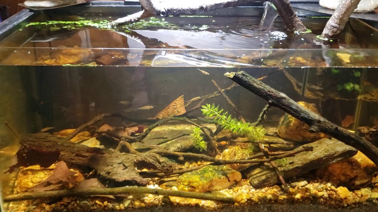 Luckiest Mosquito Fish Ever