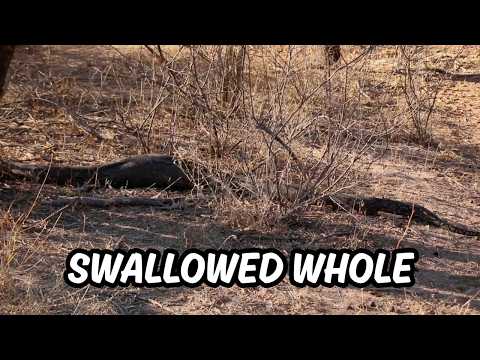 Massive Python Swallows Antelope Whole – Wild Hunt