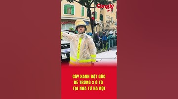 Cây xanh cổ thụ bật gốc, đè trúng 2 xe ô tô tại ngã tư Hà Nội vào sáng nay | Báo Công lý