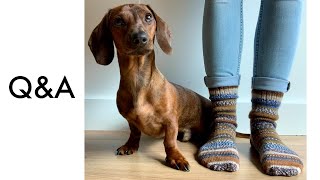 10k subscribers Q&A | Mac DeMini Dachshund