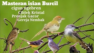 Masteran isian burcil !! Cigun ngebren, ciblek kristal, prenjak gacor vs gereja tarung gacor