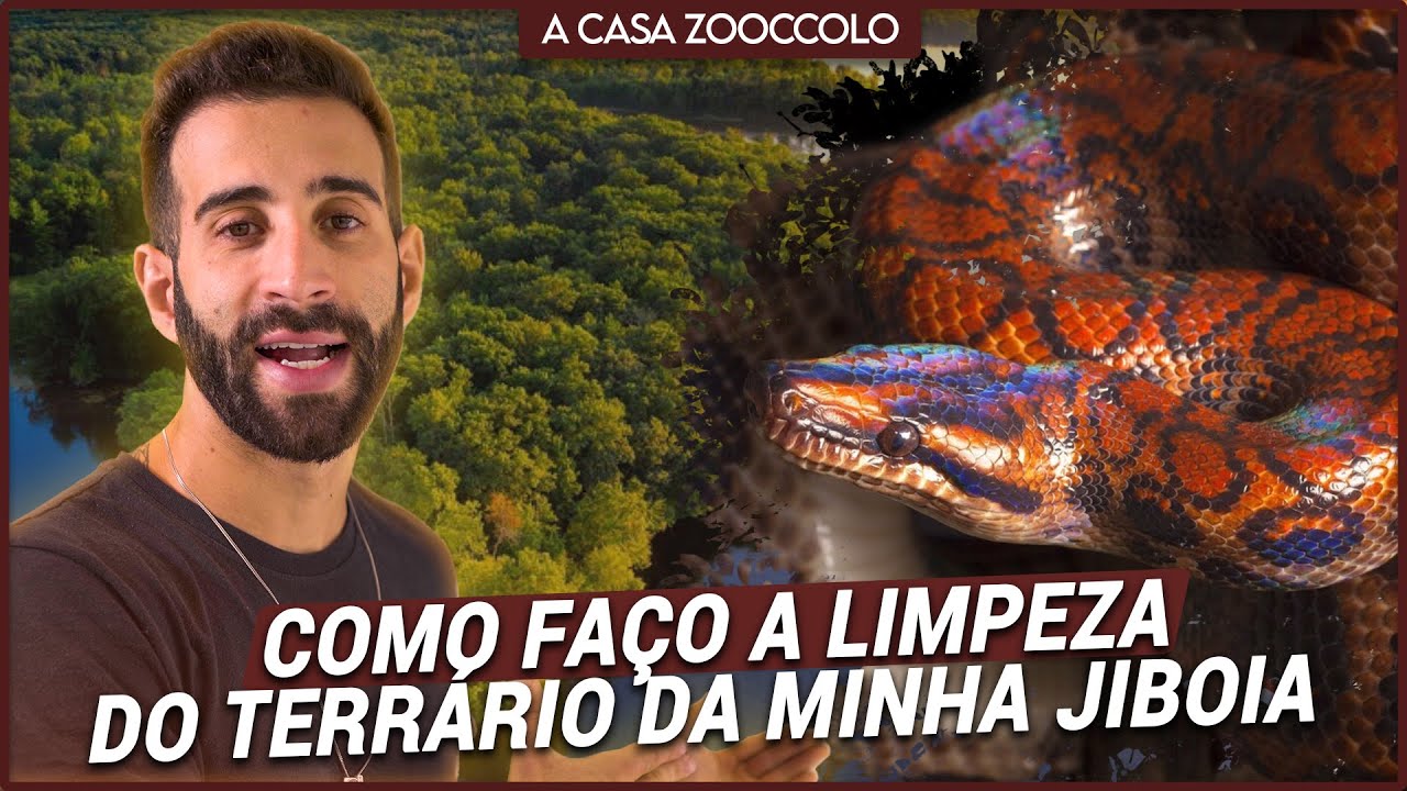 COMO É A LIMPEZA DO TERRÁRIO DA MINHA JIBOIA AMAZÔNICA | A CASA ZOOCCOLO