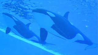 Whale Wonders 鯨奇宇宙 (Exhibit Walkthrough) - Chimelong Spaceship - December 5, 2023