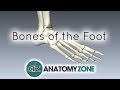 Bones of the foot  anatomy tutorial