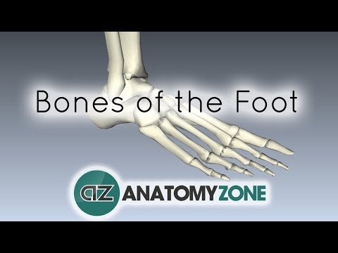 पैर की हड्डियाँ - एनाटॉमी ट्यूटोरियल