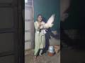 ఫ్రెండ్ Birds 🐦 నీ ఎగరేసానూ 🕊️😀🤪#birds #pets #trending #entertainment #viralvideo #thinktimett