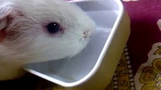Guinea pig drinking water from bowl
