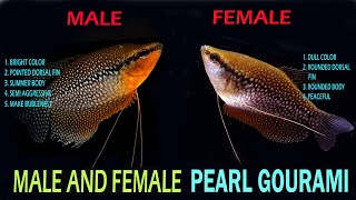 How To Identify Male And Female Pearl Gourami