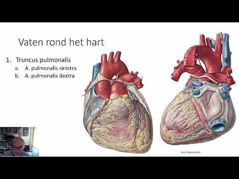 Video: Anatomie, Functie En Diagram Van De Rechter Maagader Lichaamskaarten