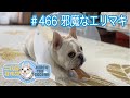 No.466 邪魔なエリマキ【 二代目フレンチブルドッグのミルコ French bulldog , MIRCO THE SECOND 】