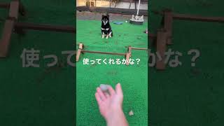 犬用アジリティ柴犬に作ってみた♪ #shorts