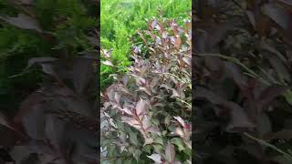 weekend yard work #summerlifestyle #garden #canadamalayalamvlogs