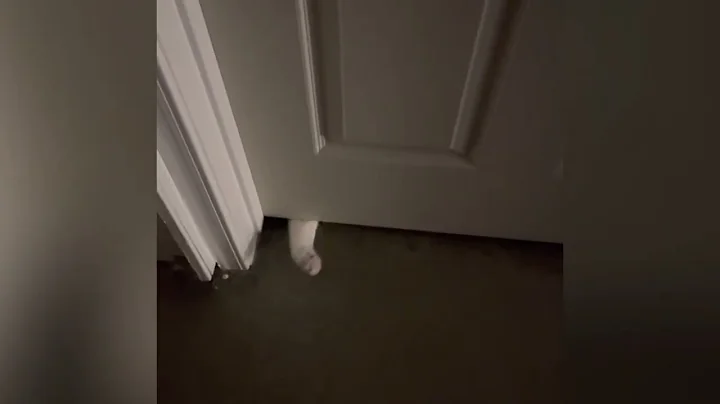 Bubbies the cat