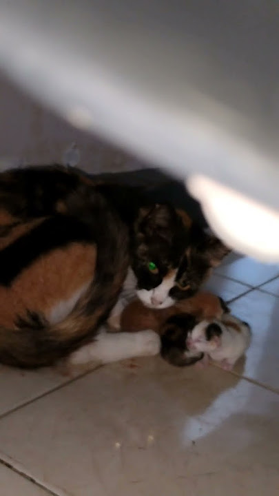 SI BELANG MELAHIRKAN..... EH MELAHIRKAN APA BERANAK YA,🤣