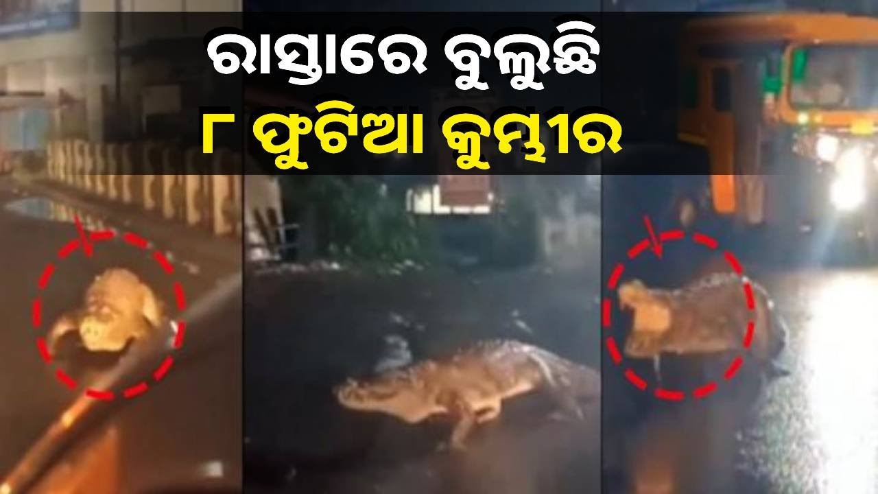 ମହାରାଷ୍ଟ୍ରର ରତ୍ନଗିରି ଜିଲ୍ଲାରେ ରାସ୍ତା ଉପରେ ବୁଲୁଥିବାର ନଜର ଆସିଲା କୁମ୍ଭୀର, ଆତଙ୍କିତ ଅବସ୍ଥାରେ ଲୋକେ