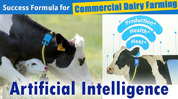 Artificial Intelligence in Commercial Dairy Farming