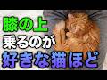 【完全版】座る場所でわかる猫の気持ちや飼い主への本音12選