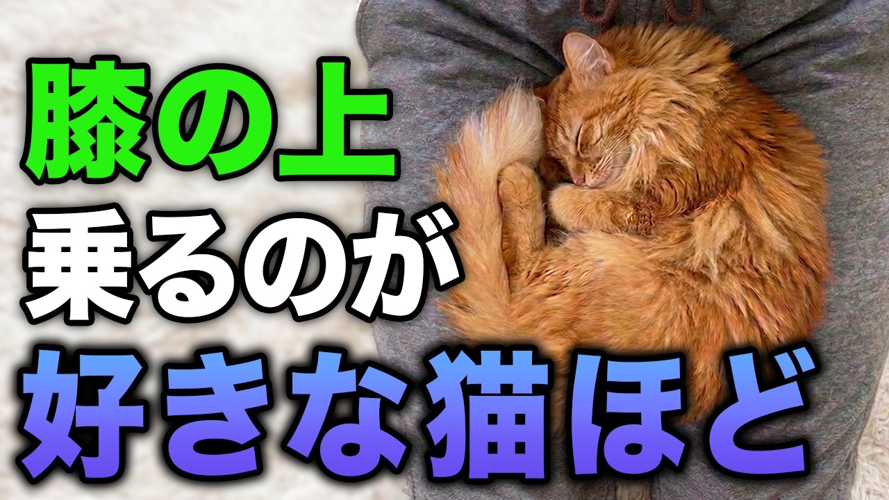 【完全版】座る場所でわかる猫の気持ちや飼い主への本音12選
