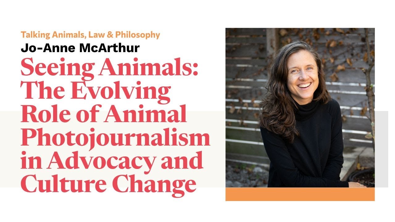 Джо-Энн МакАртур «Видя животных»