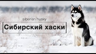 СИБИРСКИЙ ХАСКИ. Ездовая собака из холодных краев. СИБИРСКИЙ ХАСКИ. Ездовая собака из холодных краев.
