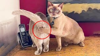 ? LAUGH Non-Stop With These Funny Cats ? - Funniest Cats Expression Video ? - Funny Cats Life