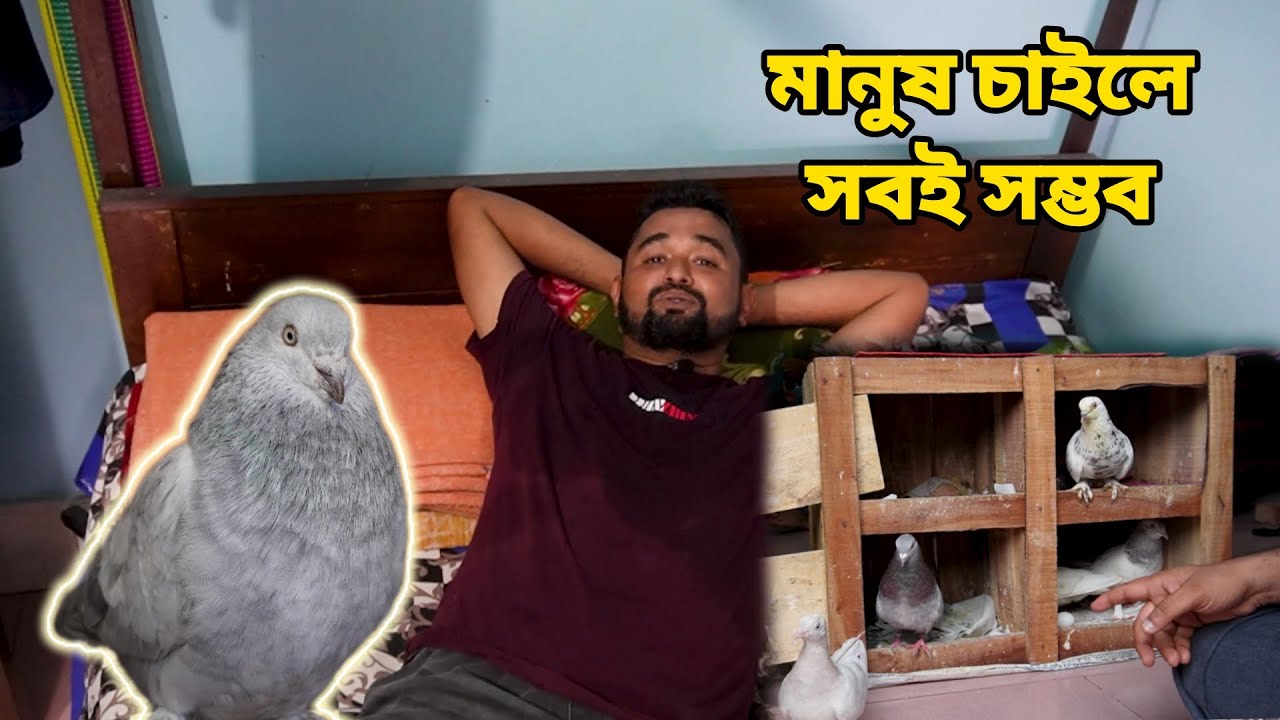 বিছানায় কবুতর পালন। মানুষ আর কবুতর একসাথে থাকে