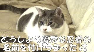 無気力なひま猫　運動神経もほぼゼロ