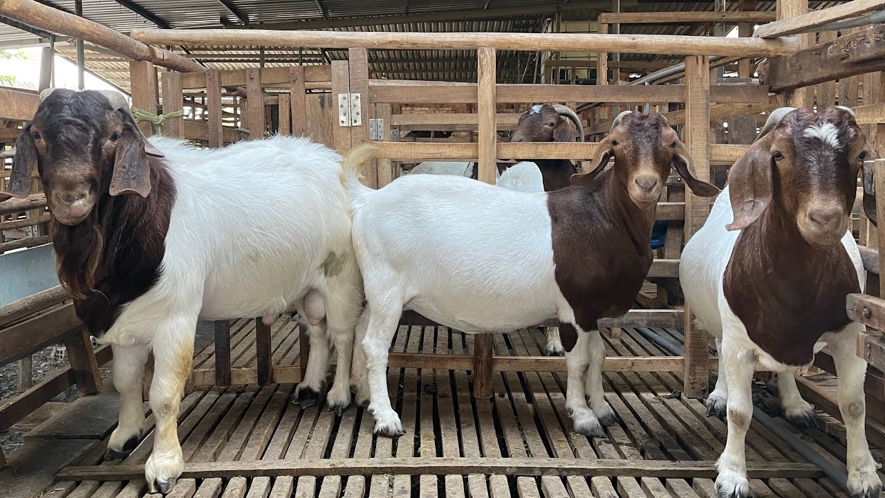 1 em đực vip với 2 em cái vip bầu lứa 3 chuồng H5 (23/2/25) 0355546423 ! 