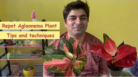Aglaonema Plant repotting | Red Anjamani, Red Master | Suksom Jaipong
