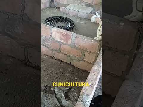 Crianza de conejos