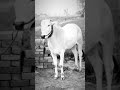 Sapp takkre #recer #bull #balada #cowshed #khaki #song #ytshorts #yt #ytviral #ytstudio