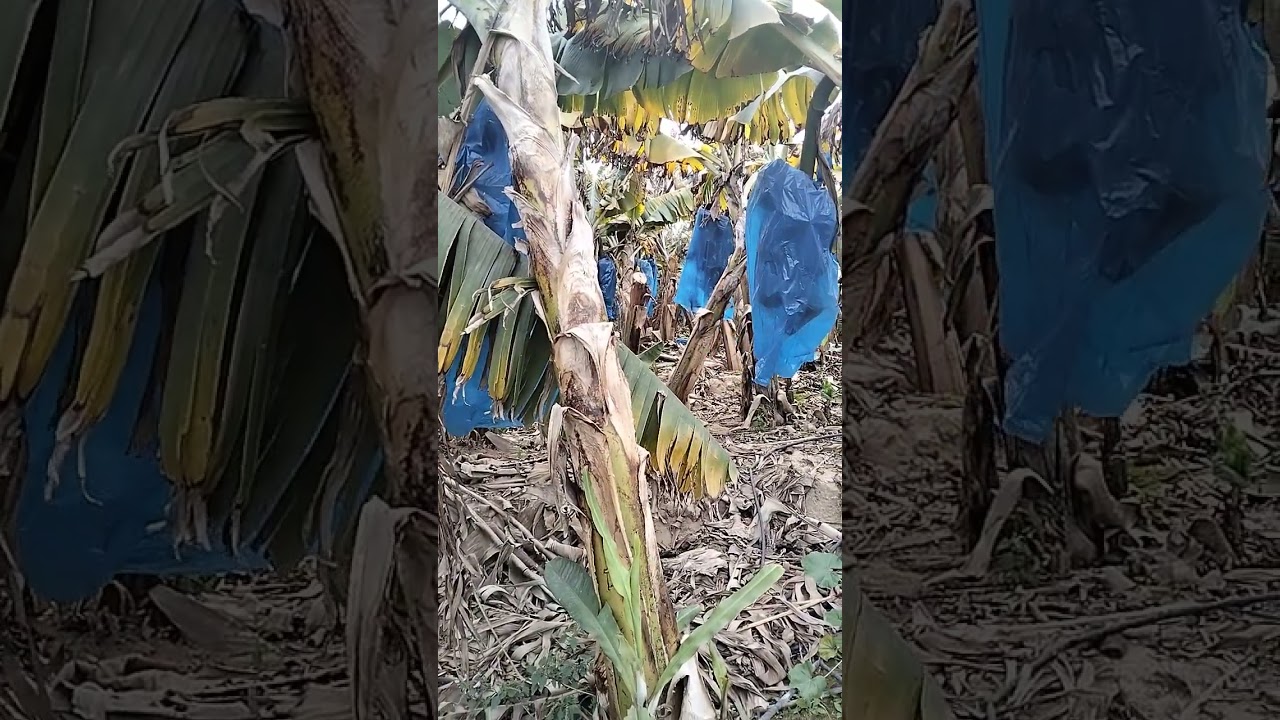 انتاج الموز والحصاد في شهر يناير 